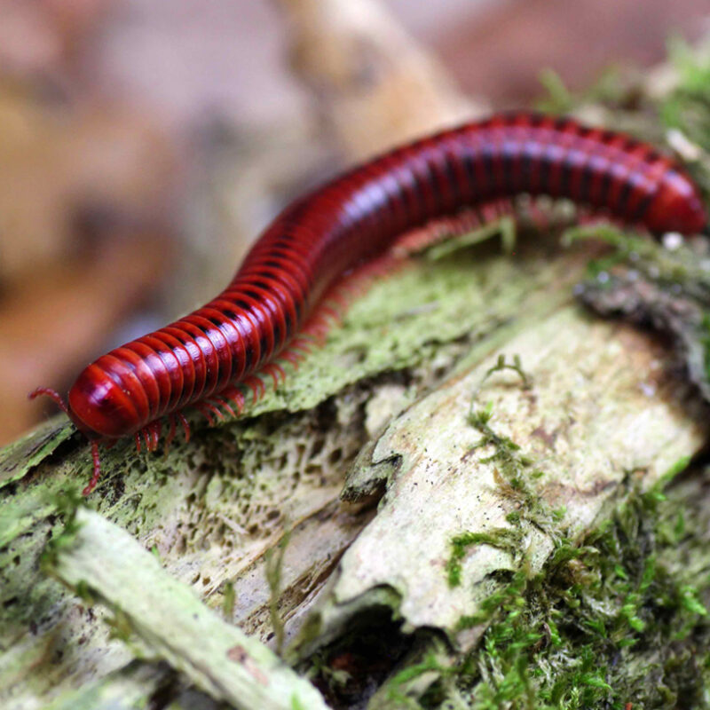 Centrobolus splendidus Insektenliebe