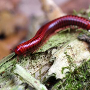 Centrobolus-splendidus-bearbeitet