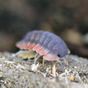 Cubaris spec. "Red Edge"