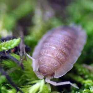 Porcellio scaber "Ghost"