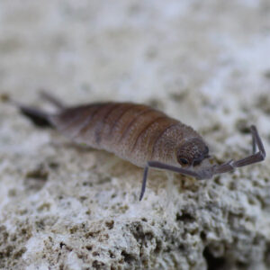 Porcellio spec. "Valencia"