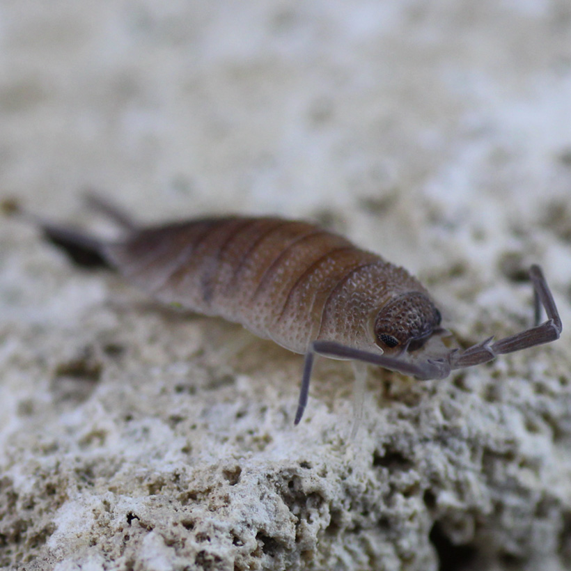 Porcellio spec. "Valencia"