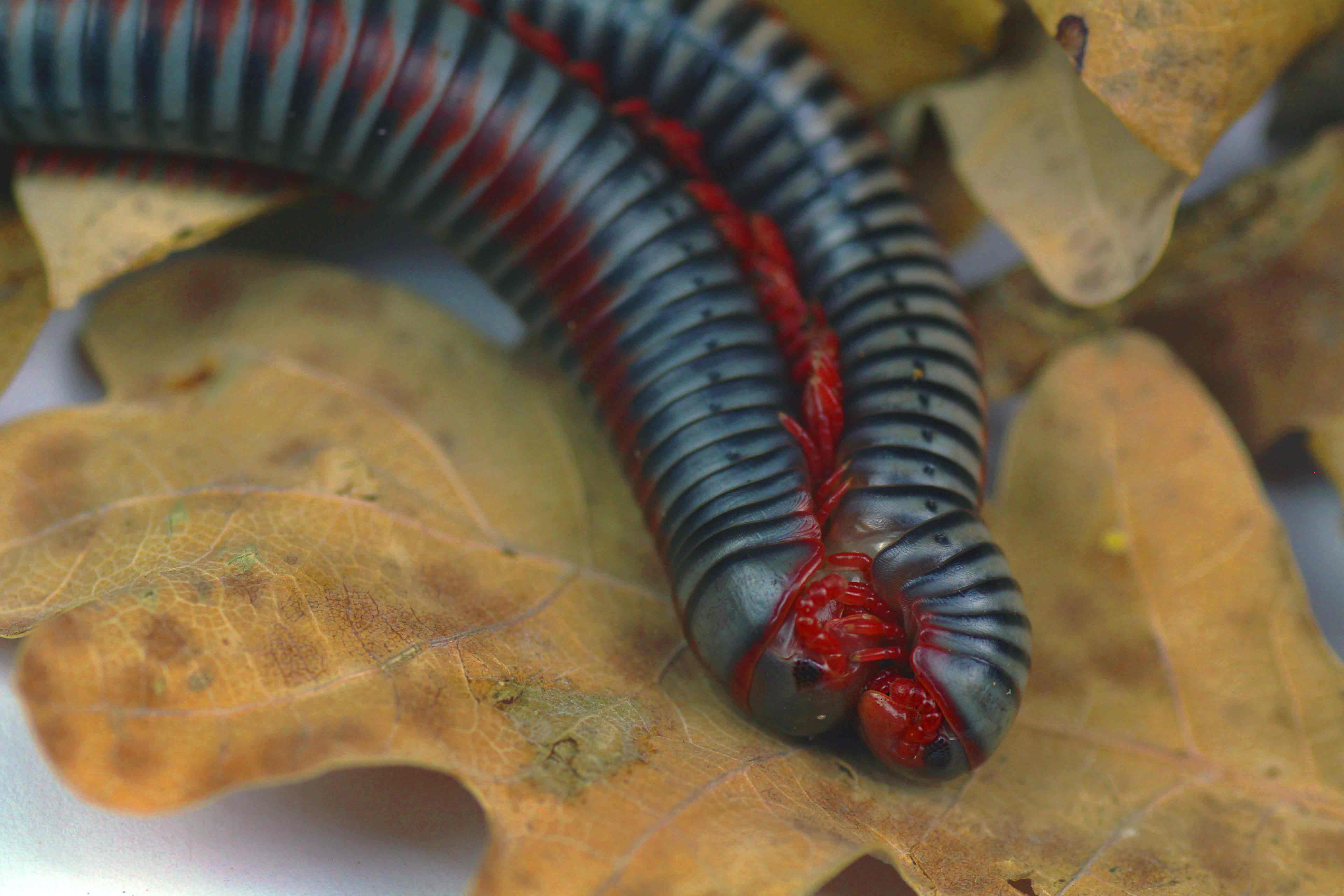 Tonkinbolus dollfusi-Paarung