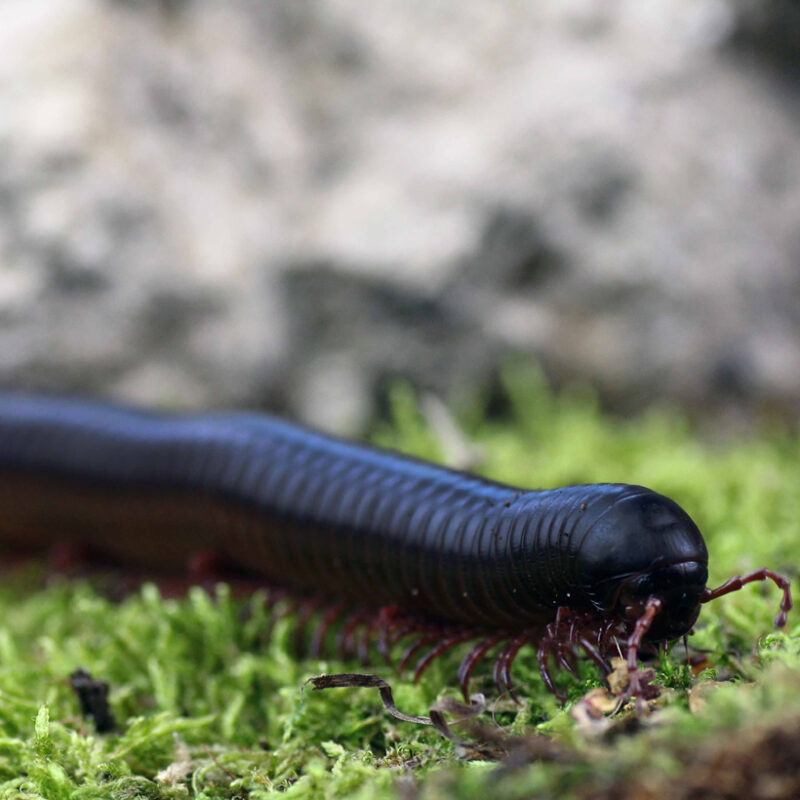 Telodeinopus aoutii Insektenliebe