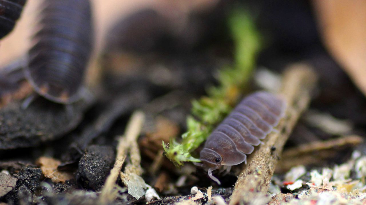 Cubaris murina Insektenliebe
