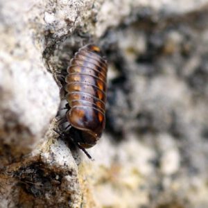 Glomeris-hexasticha-6-bearbeitet