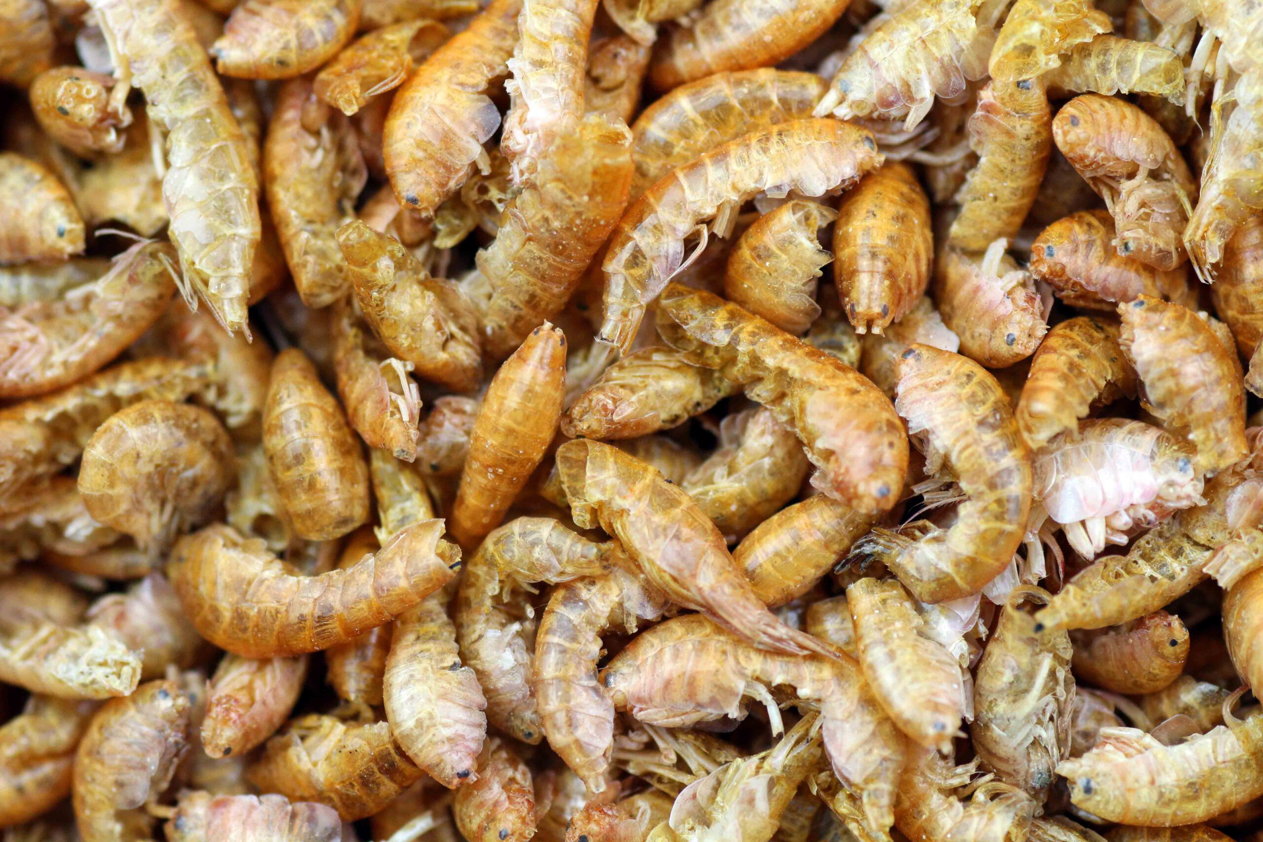 Bachflohkrebse-bearbeitet