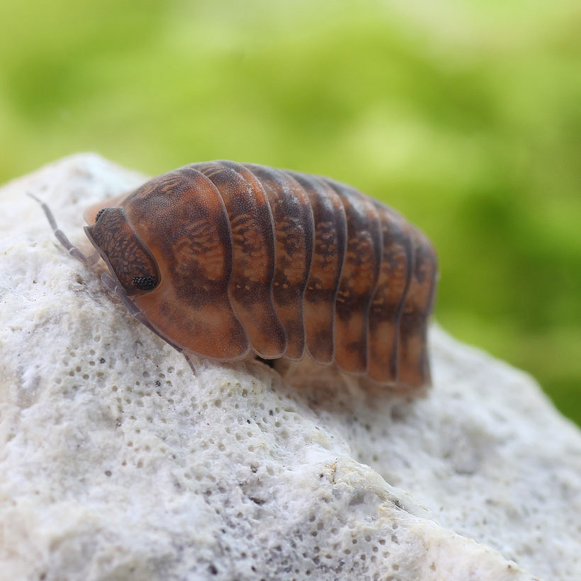 Cubaris sp. «Phipun Dark Red»