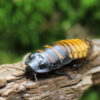 Gromphadorhina portentosa Madagaskar-Fauchschabe