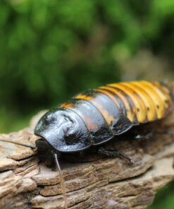 Gromphadorhina portentosa Madagaskar-Fauchschabe