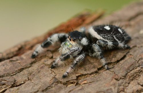 Phidippus cf. regius 