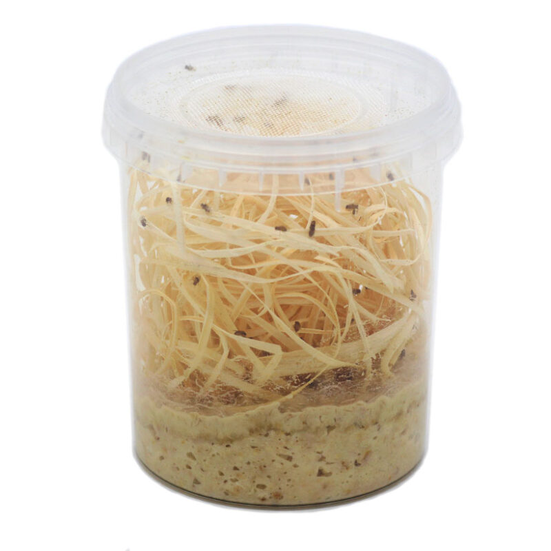 Drosophila hydeiGroße Fruchtfliege Insektenliebe