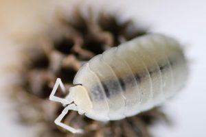 Porcellio scaber „White Out“