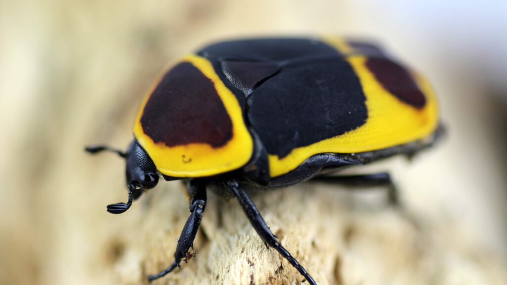 Pachnoda marginata peregrina "Congo rose chafer" - Insektenliebe