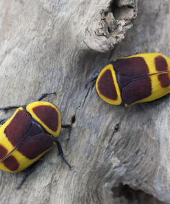 Pachnoda marginata peregrina "Congo Rose Chafer"