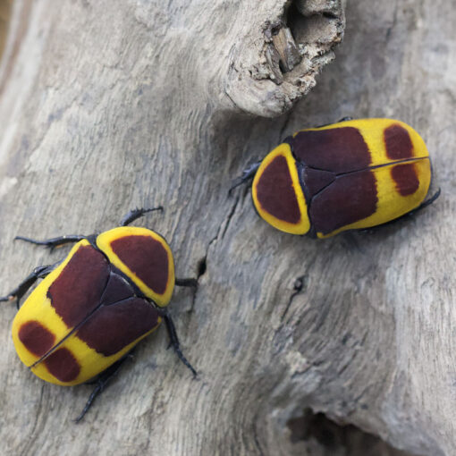 Pachnoda marginata peregrina "Congo Rose Chafer"