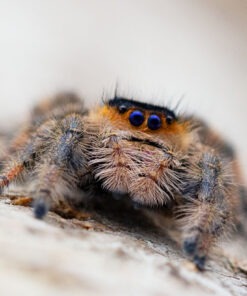 Phidippus regius "Soroa"