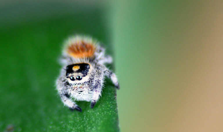 Phidippus regius 