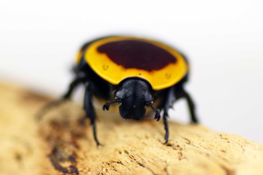 Pachnoda marginata peregrina "Congo rose chafer" - Insektenliebe