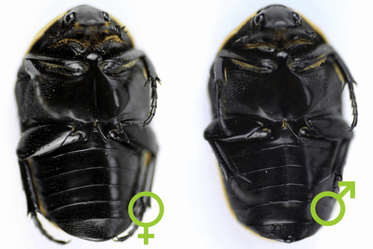 Pachnoda marginata peregrina