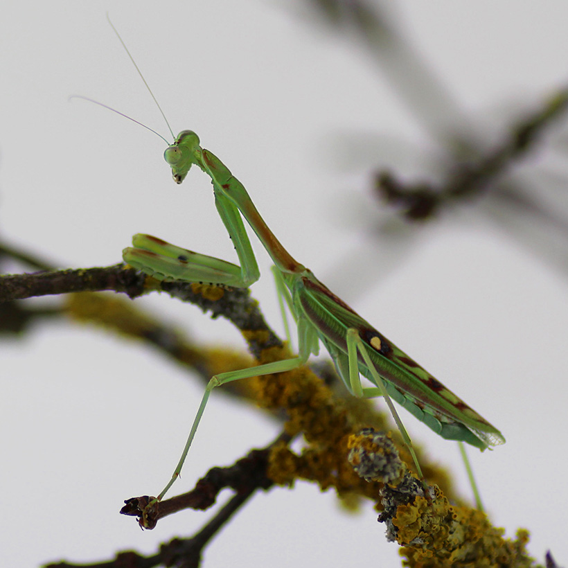 Omomantis zebrata