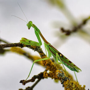 Omomantis zebrata-Produktfoto