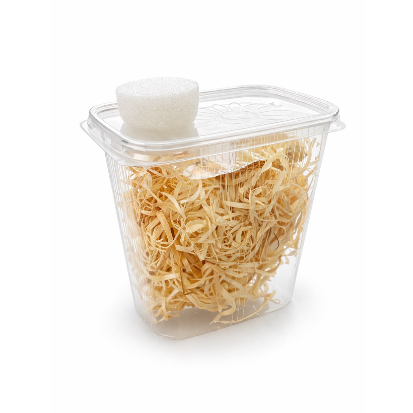 Drosophila Basis Set