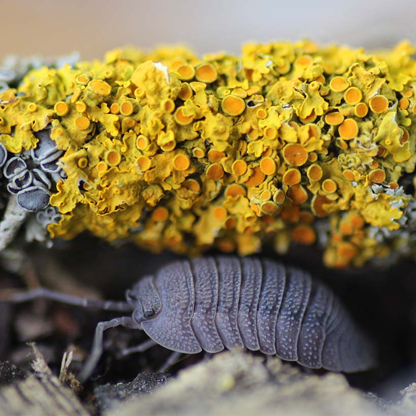 Armadillidium peraccae- Flechten