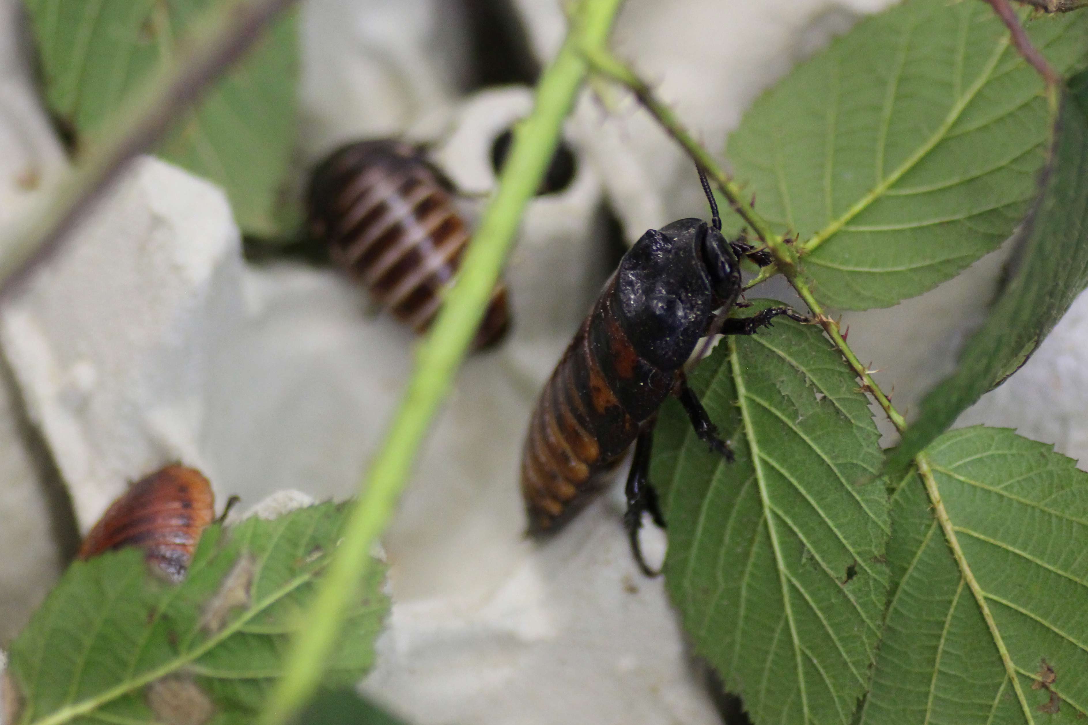 Madagaskar-Fauchschabe Brombeerblätter