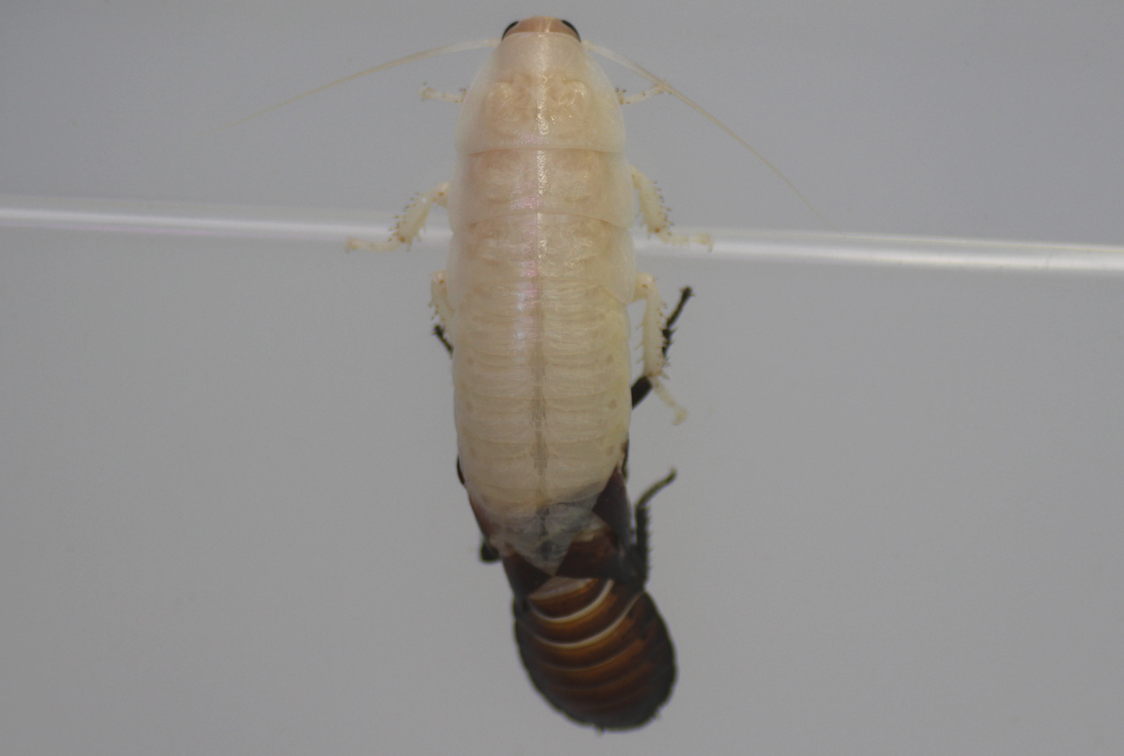 Madagaskar-Fauchschabe Häutung