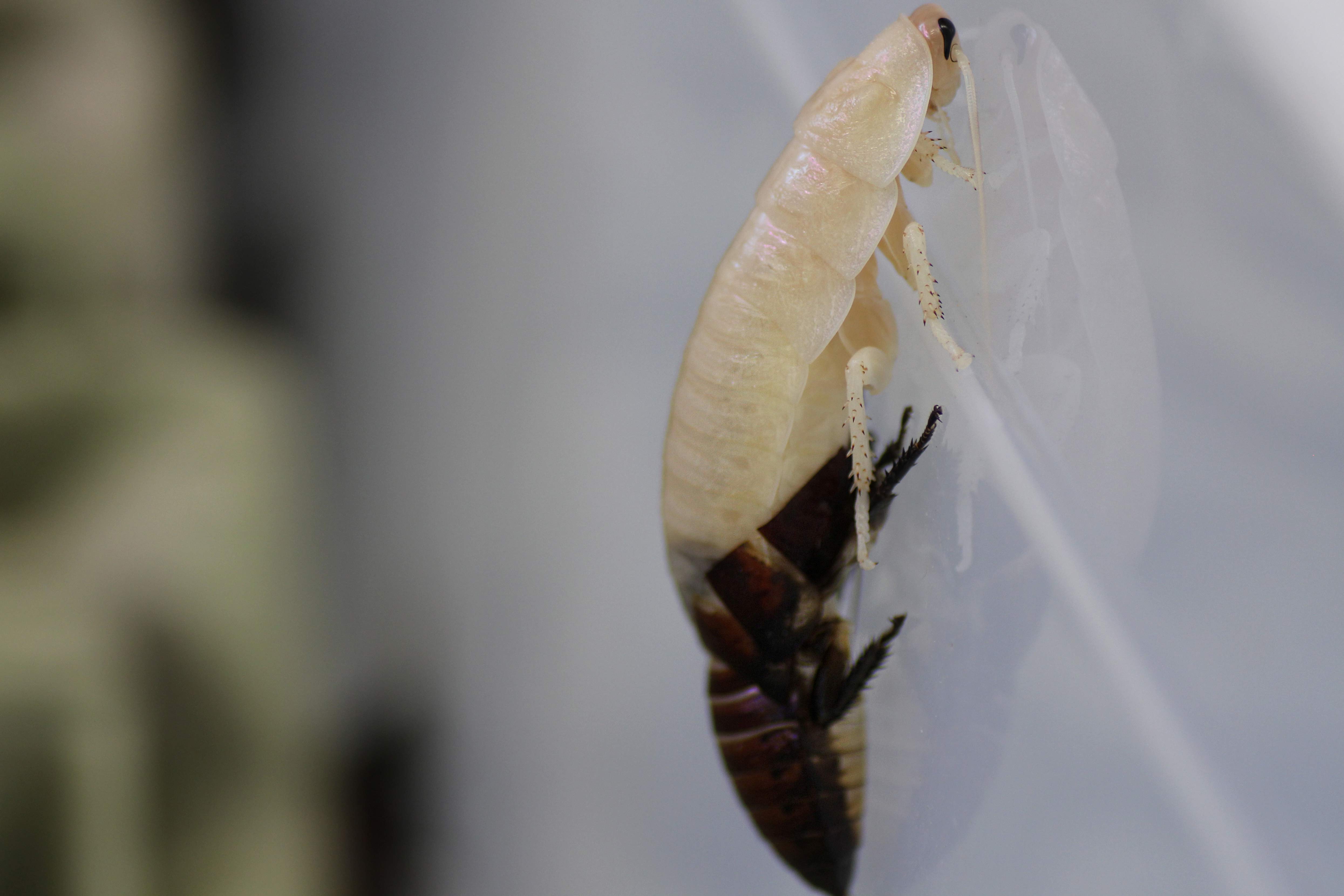 Madagaskar-Fauchschabe Häutung