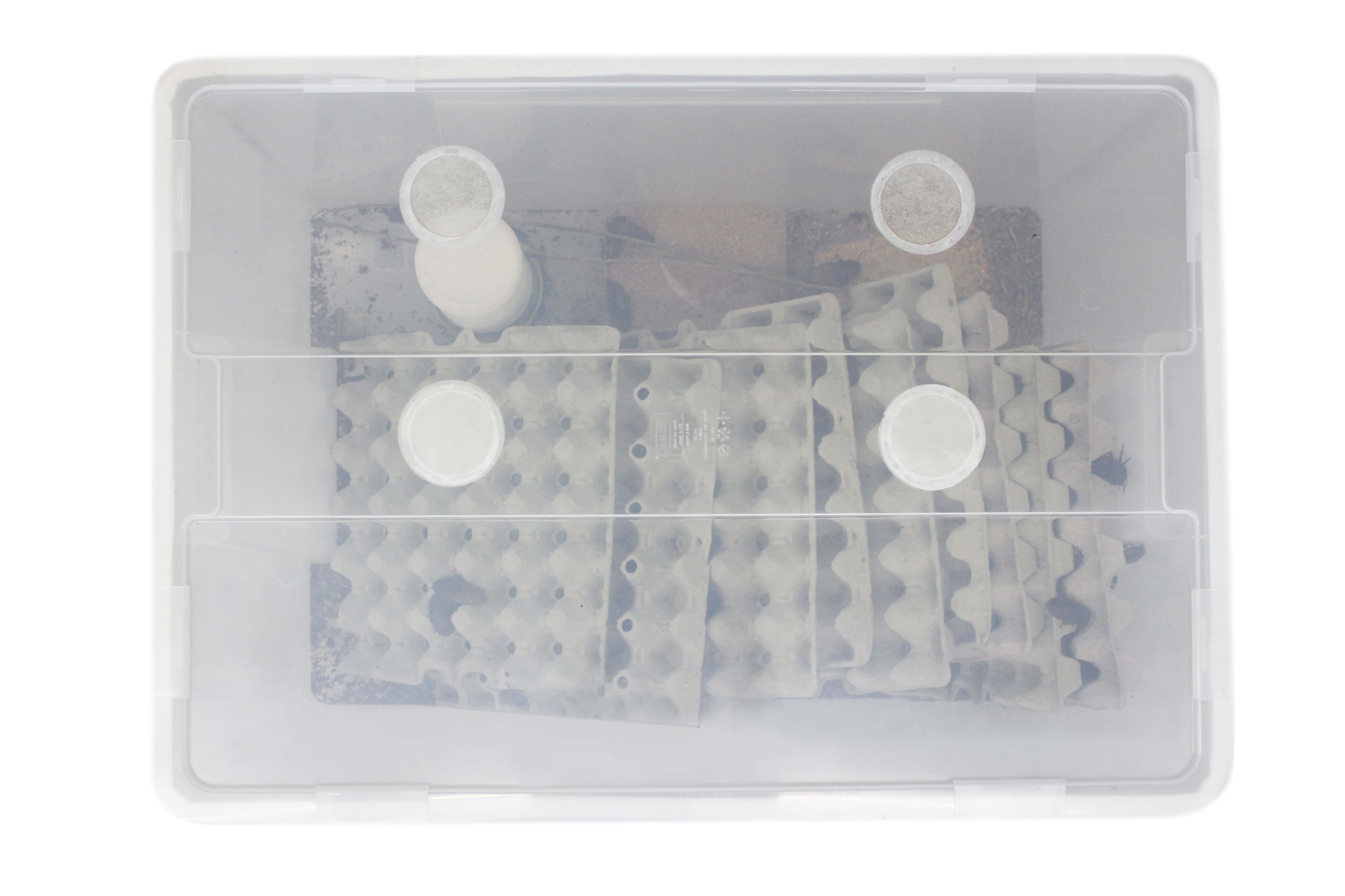 Madagaskar-Fauchschaben Belüftung