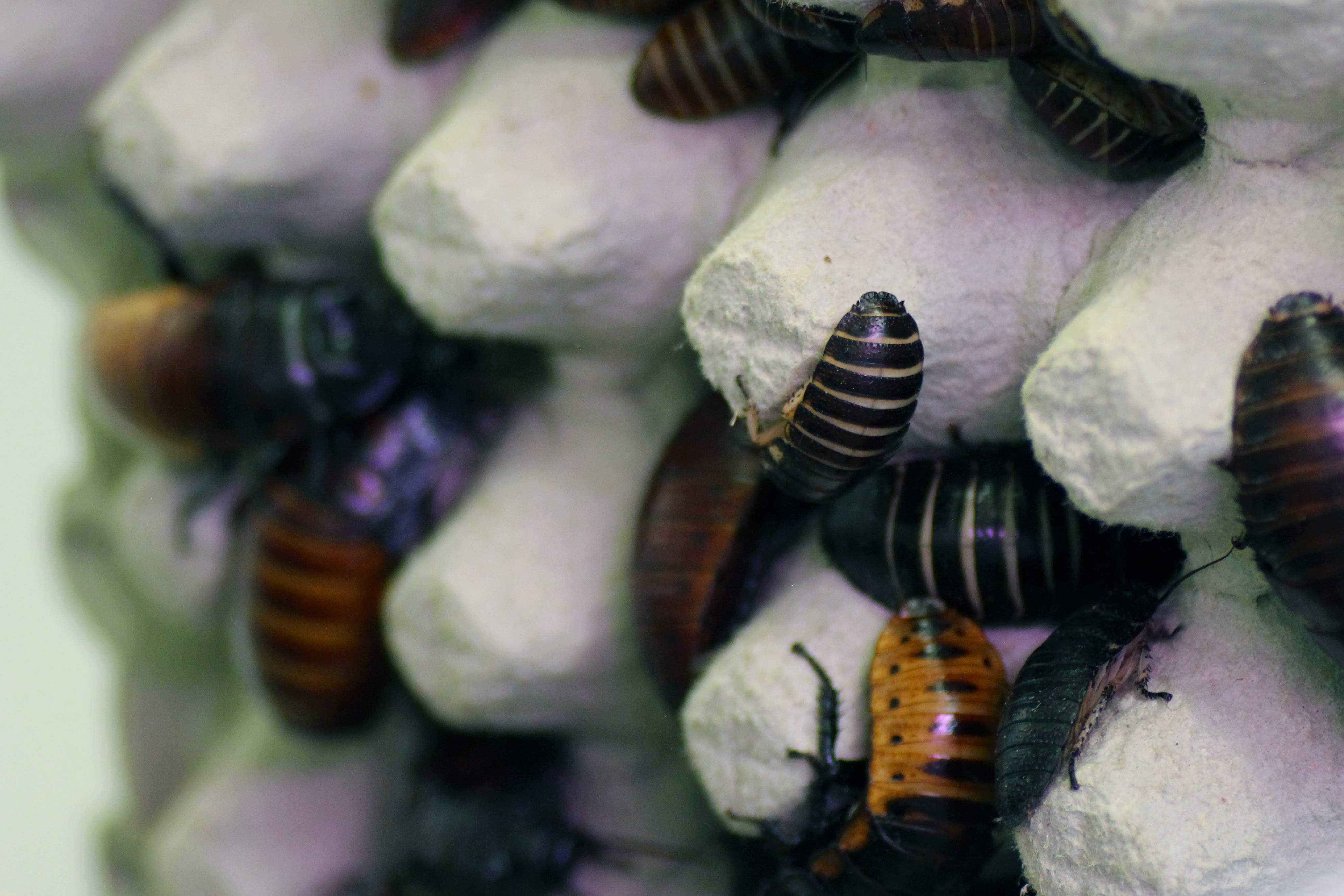 Madagaskar-Fauchschaben Eierkarton2