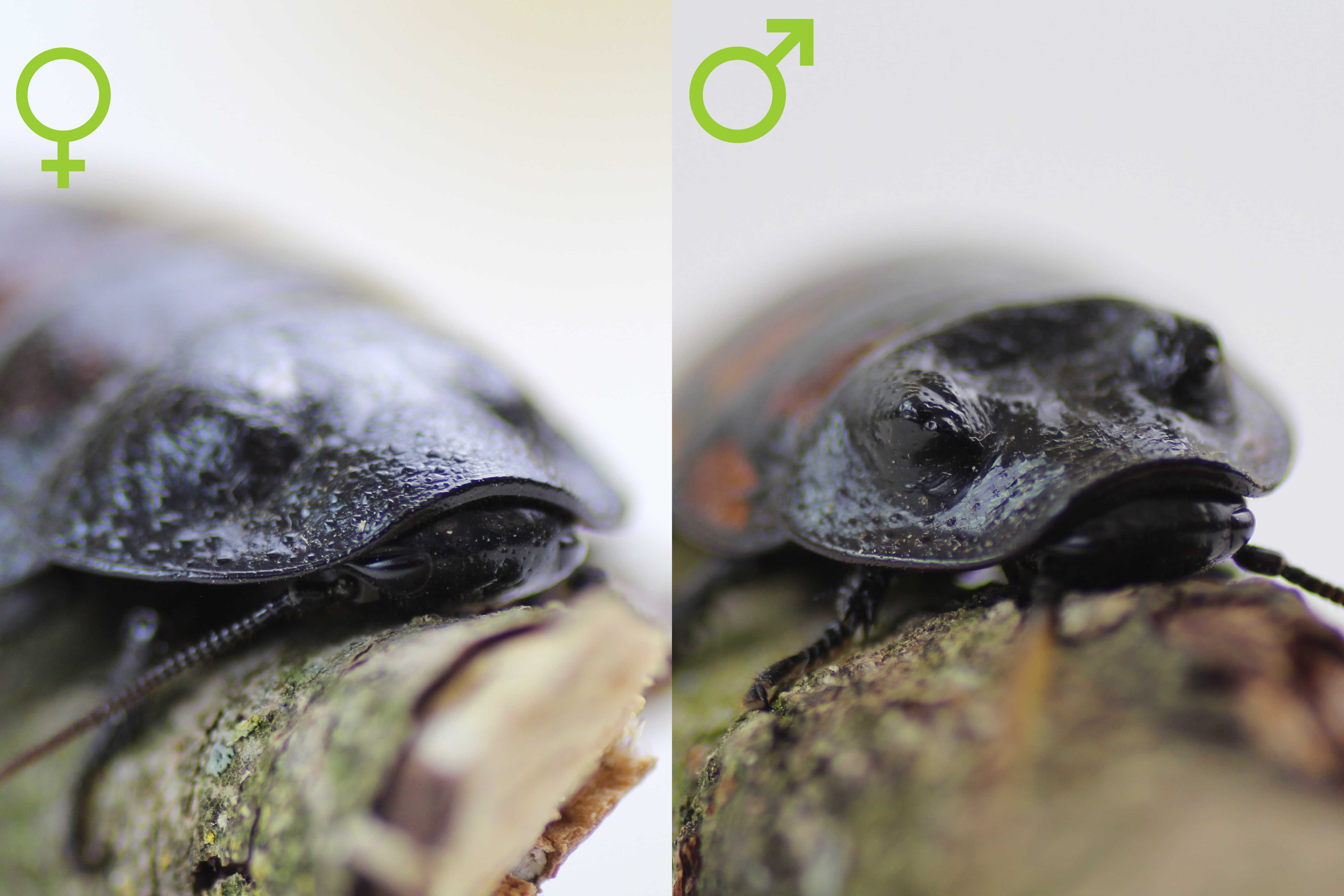 Madagaskar-Fauchschaben Geschlecht Frontansicht