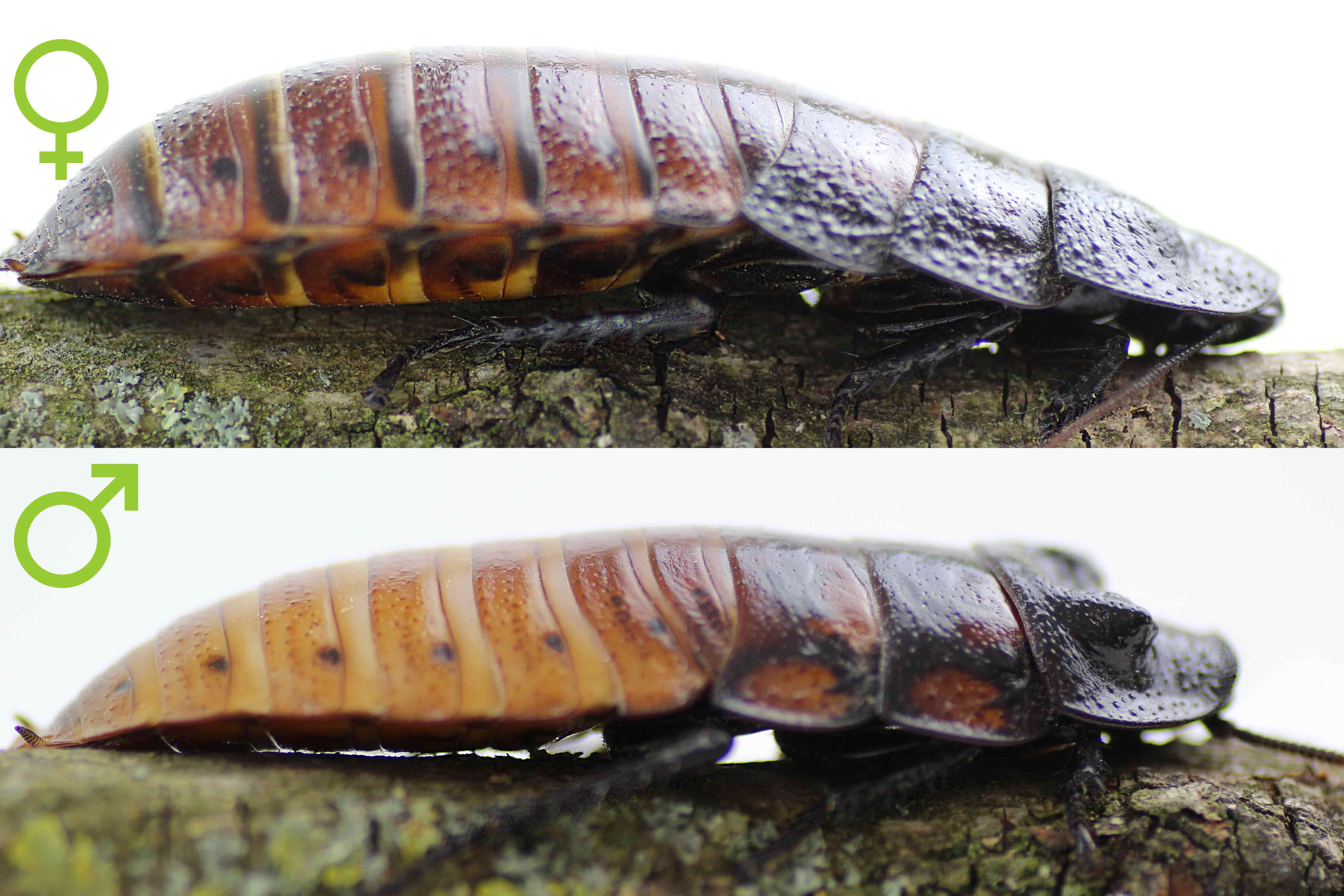 Madagaskar-Fauchschaben Geschlecht