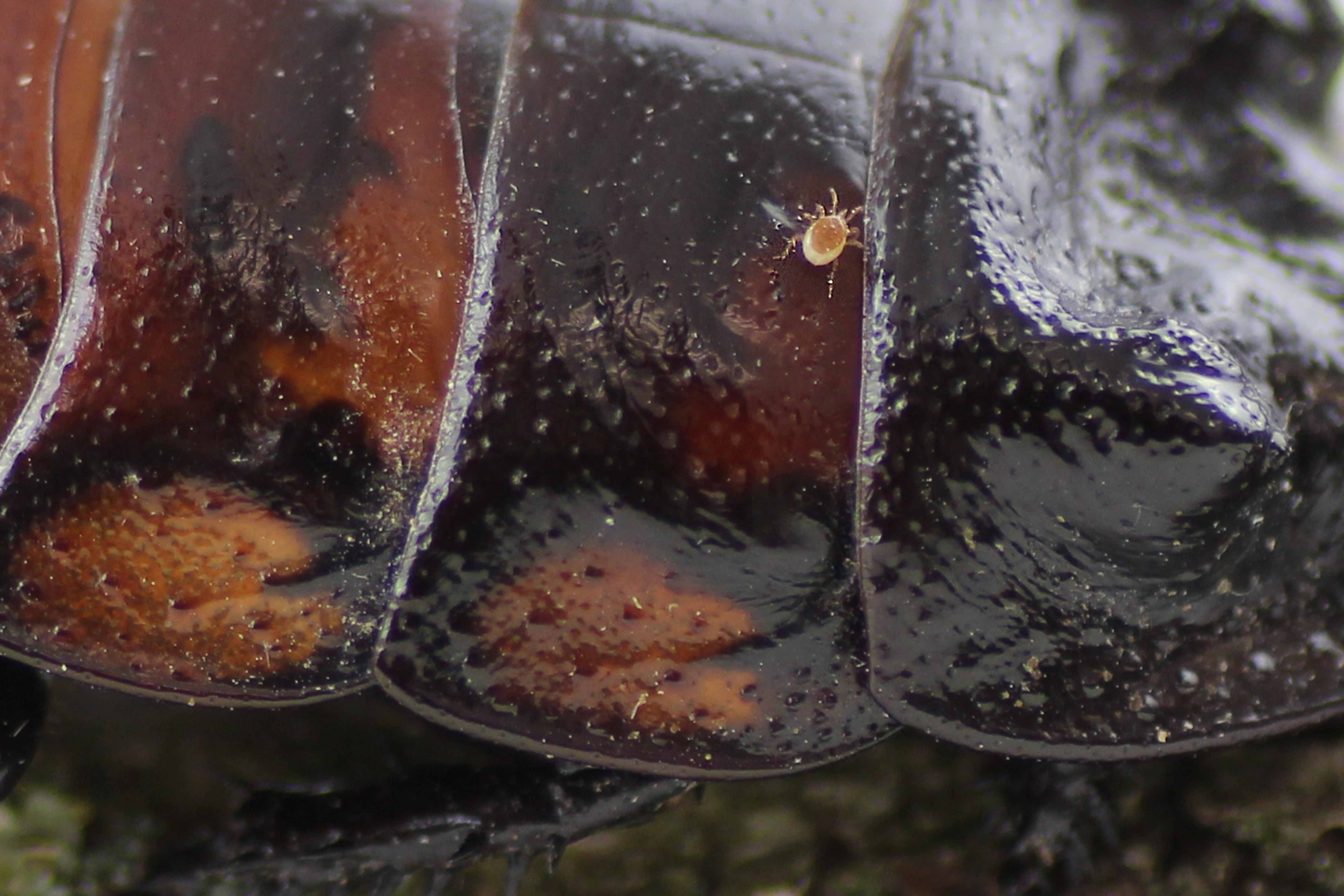 Madagaskar-Fauchschaben Milben