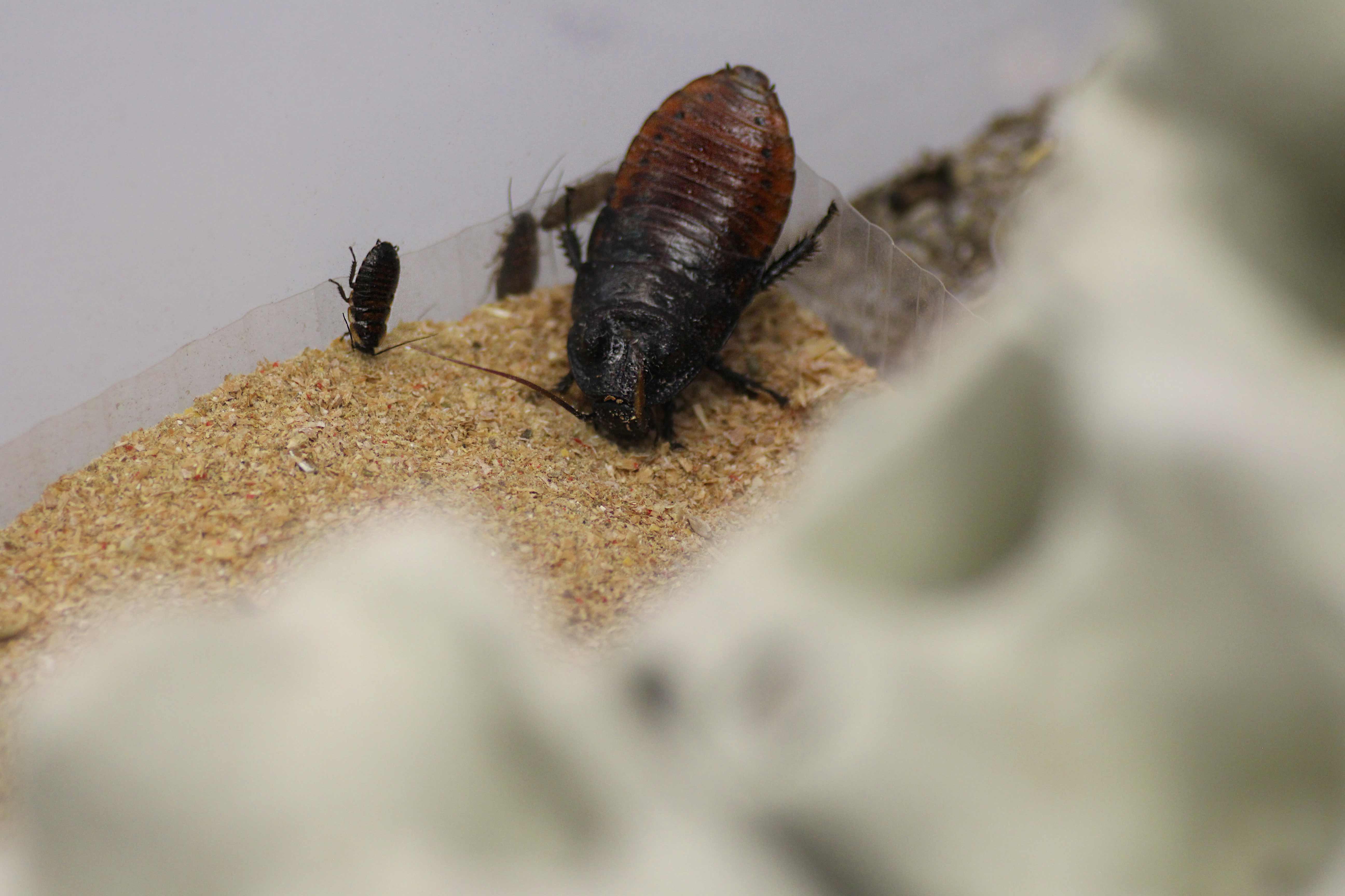 Madagaskar-Fauschabe Ernährung