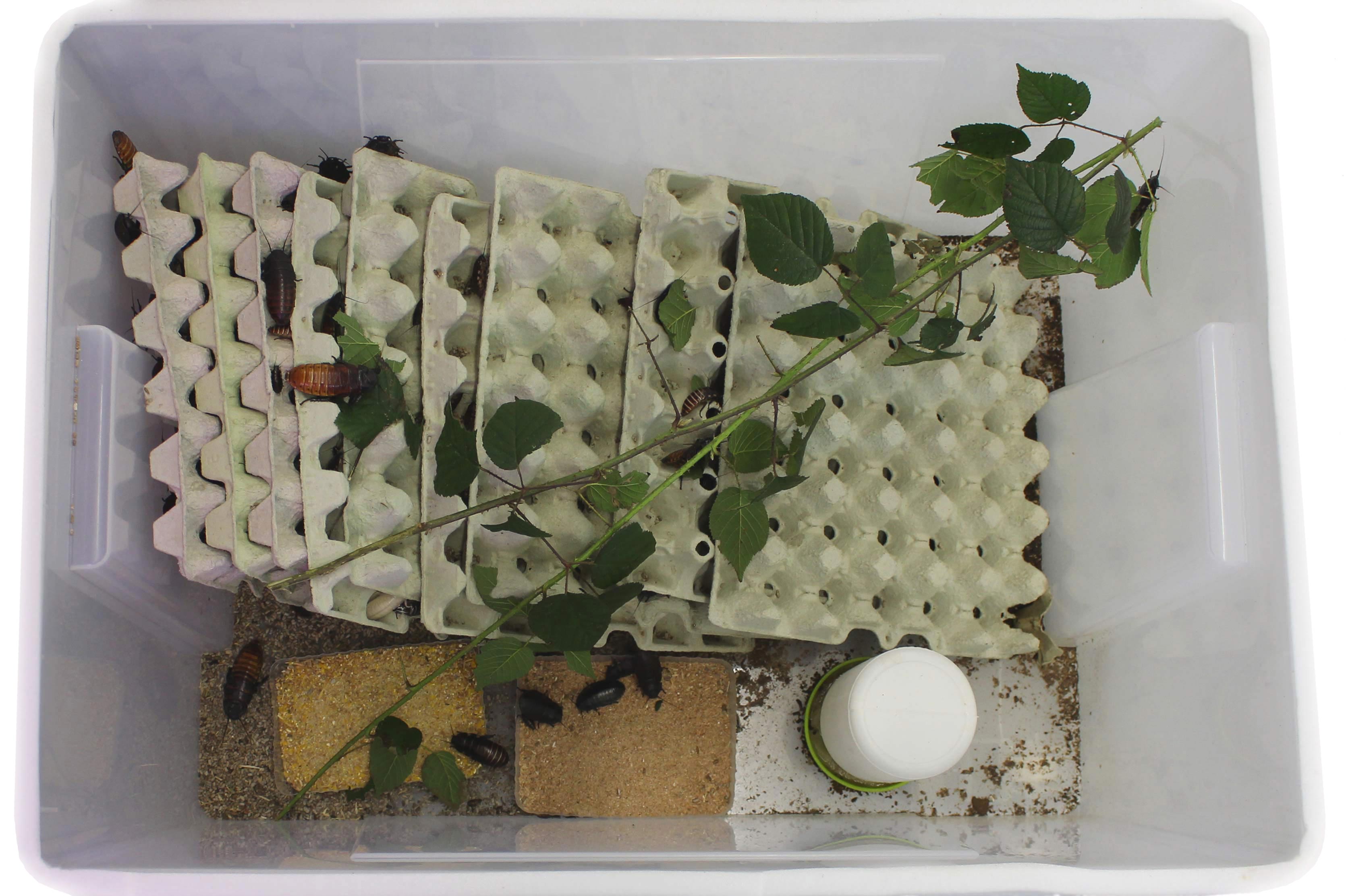 Madagaskar- Fauschaben Box