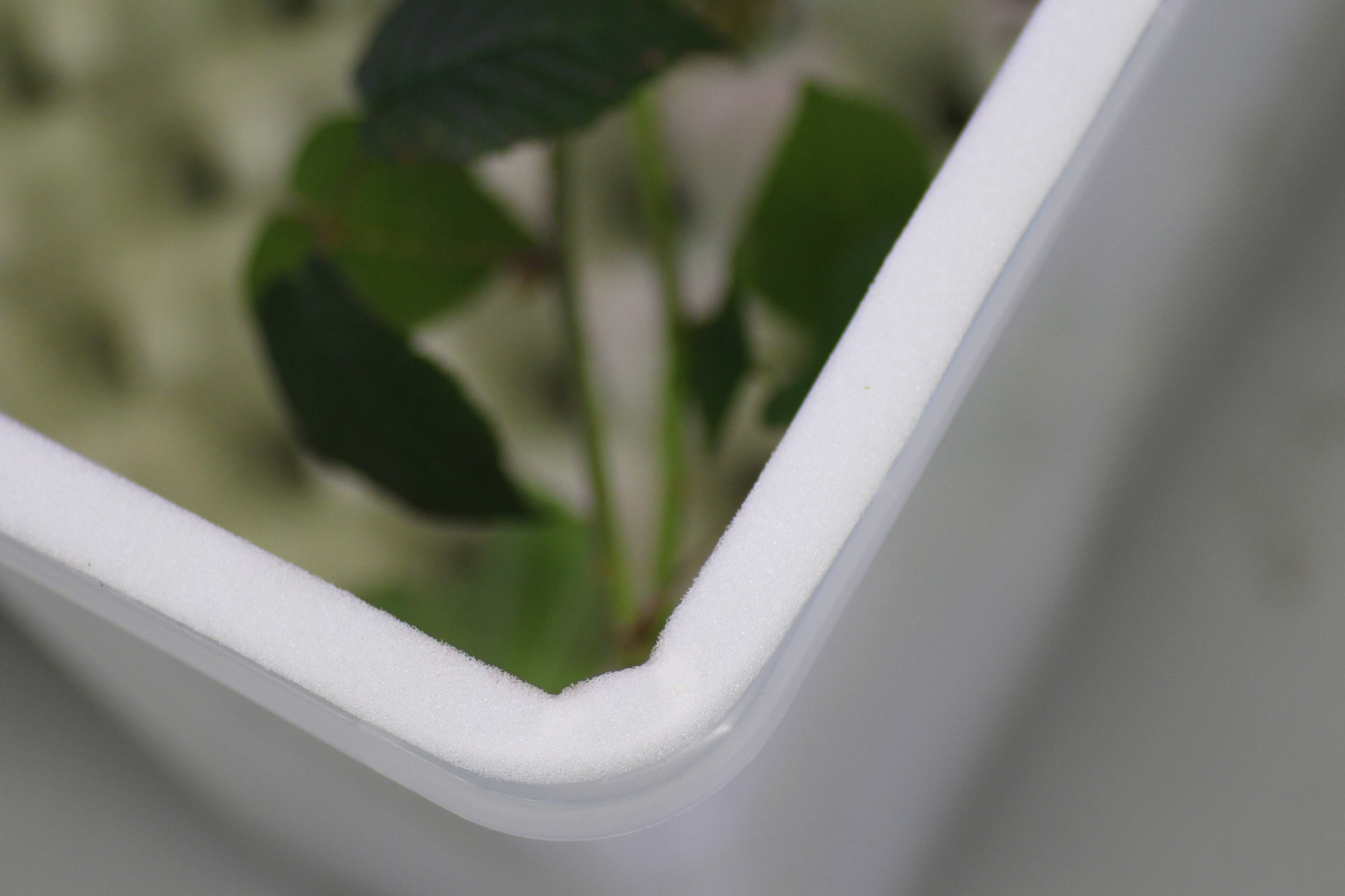 Madagaskar-Fauschaben Fensterisolierung