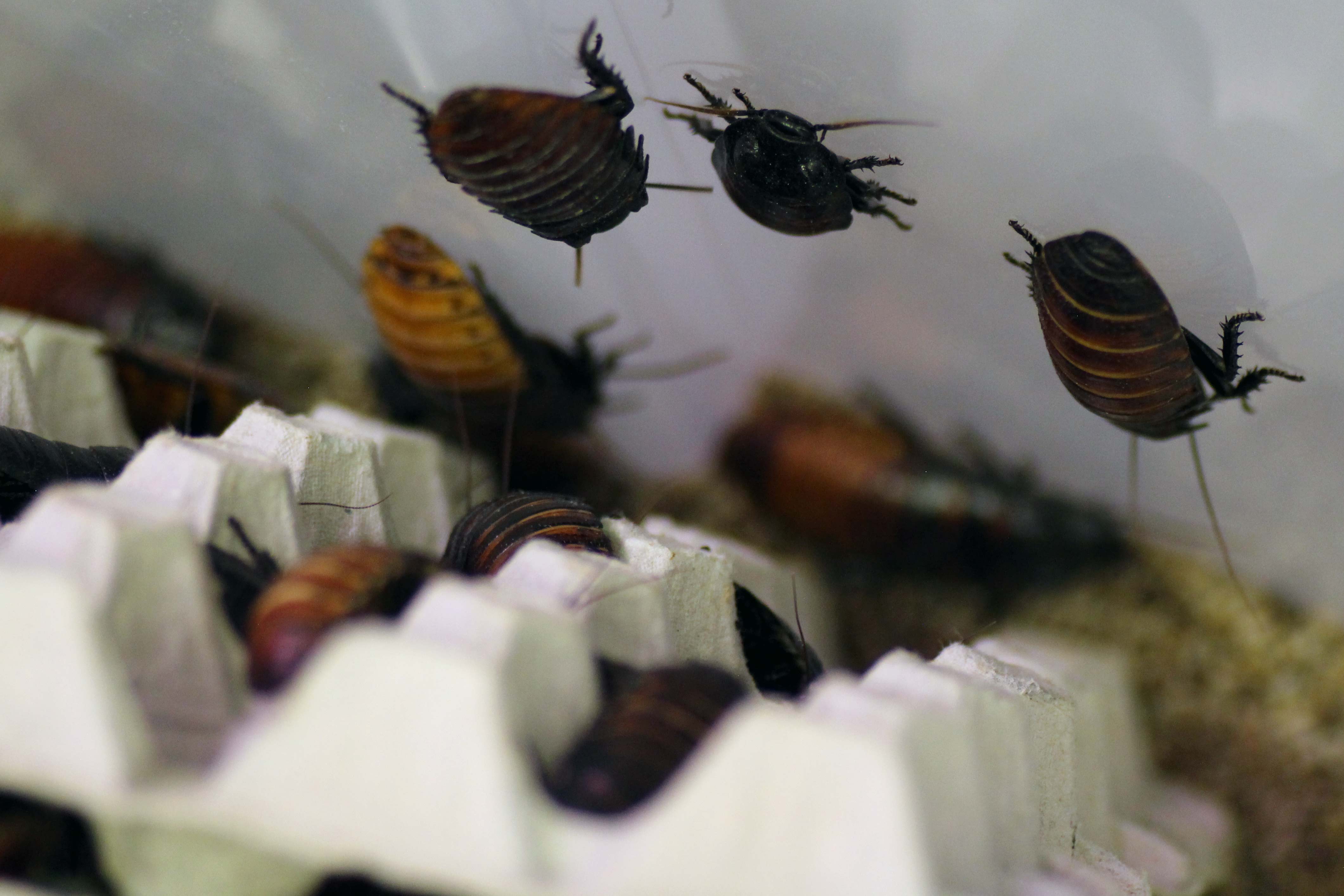 Madagaskar-Fauschaben Scheibenläufer