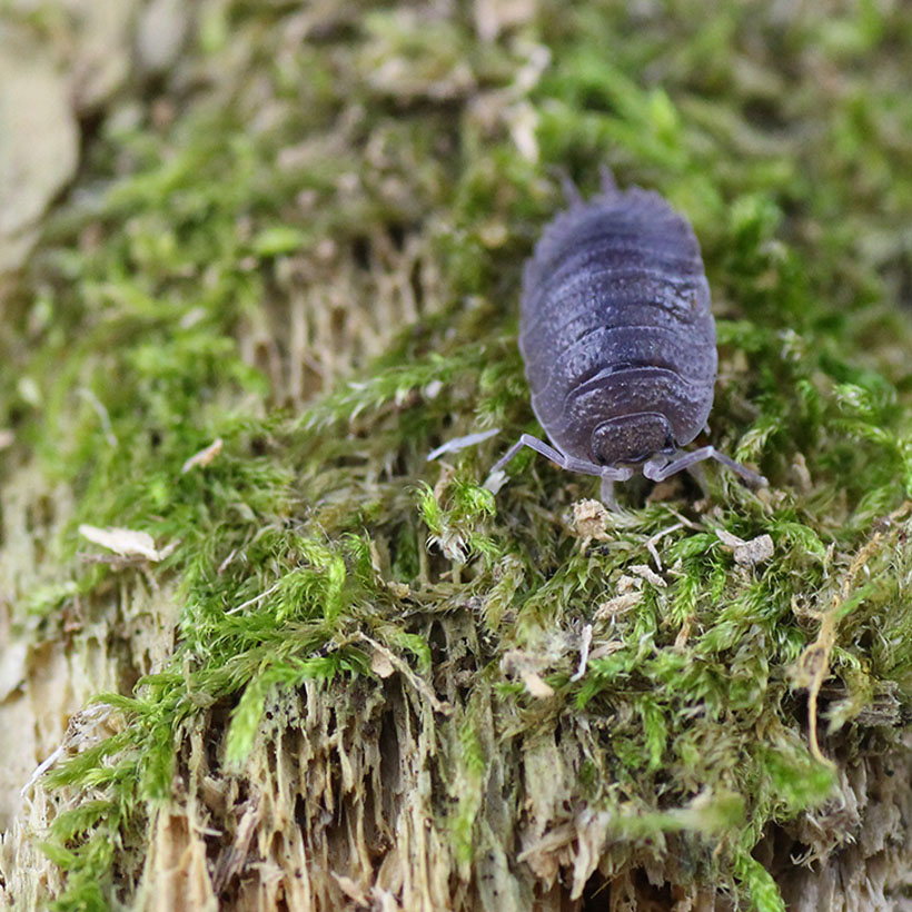 Porcellio incanus