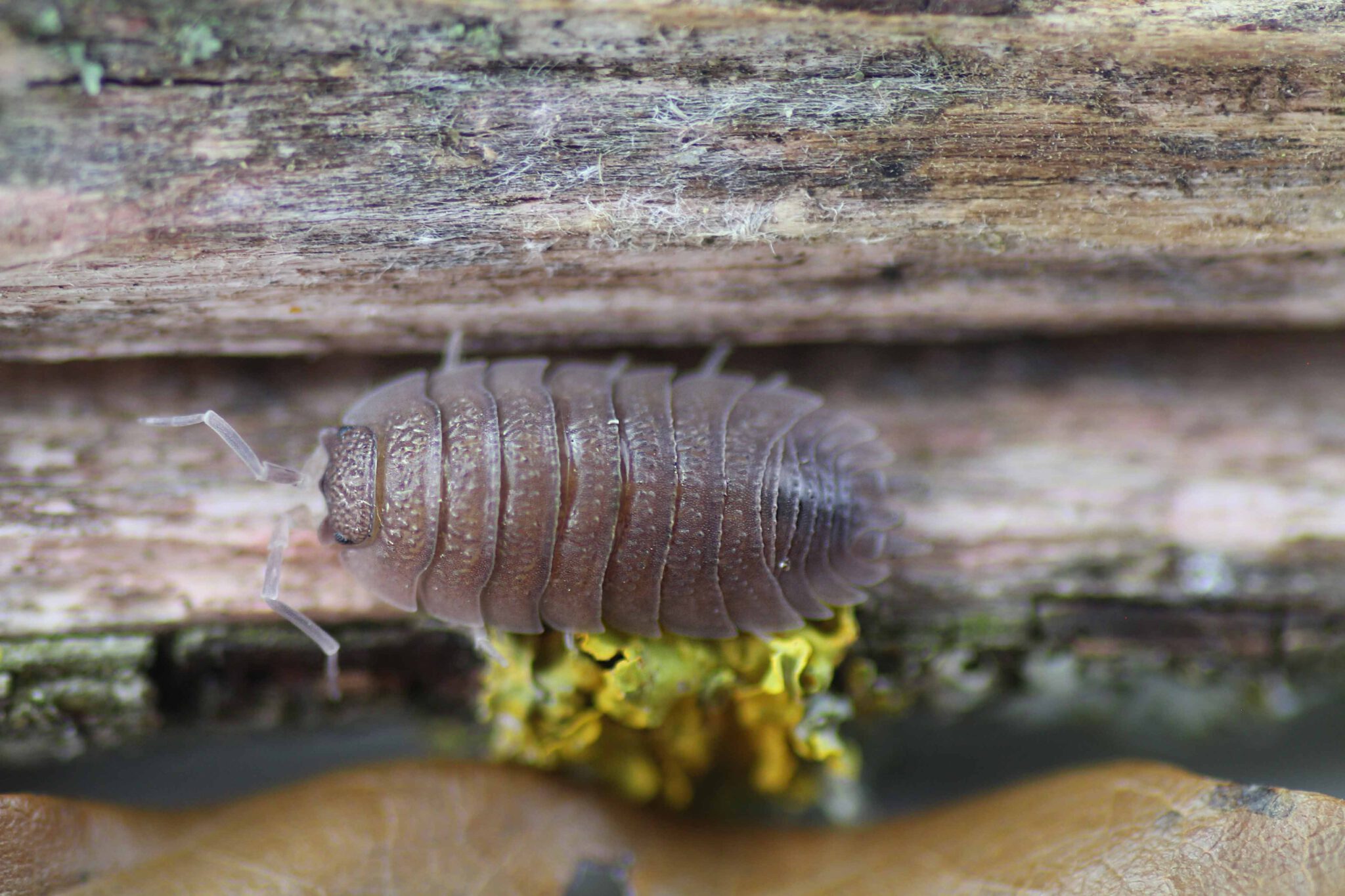 Porcellio nicklesi