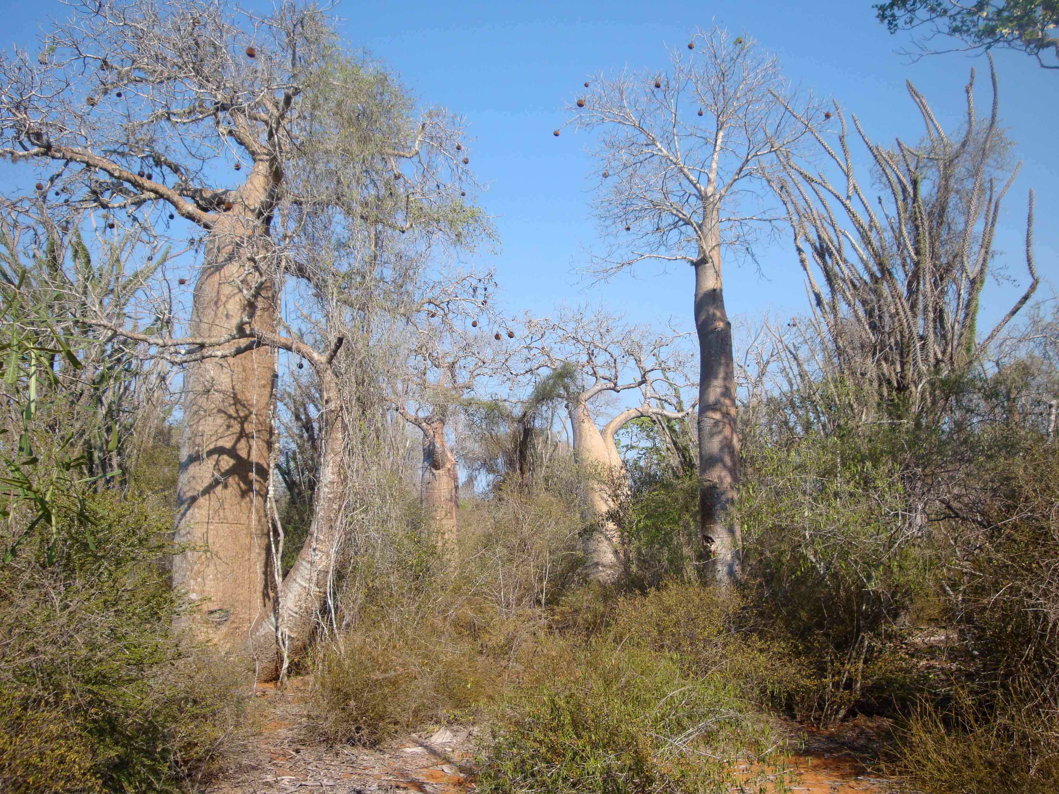 Madagaskar-Trockenwald