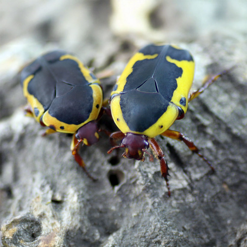Pachnoda flaviventris (Südafrikanische Fruchtkäfer)