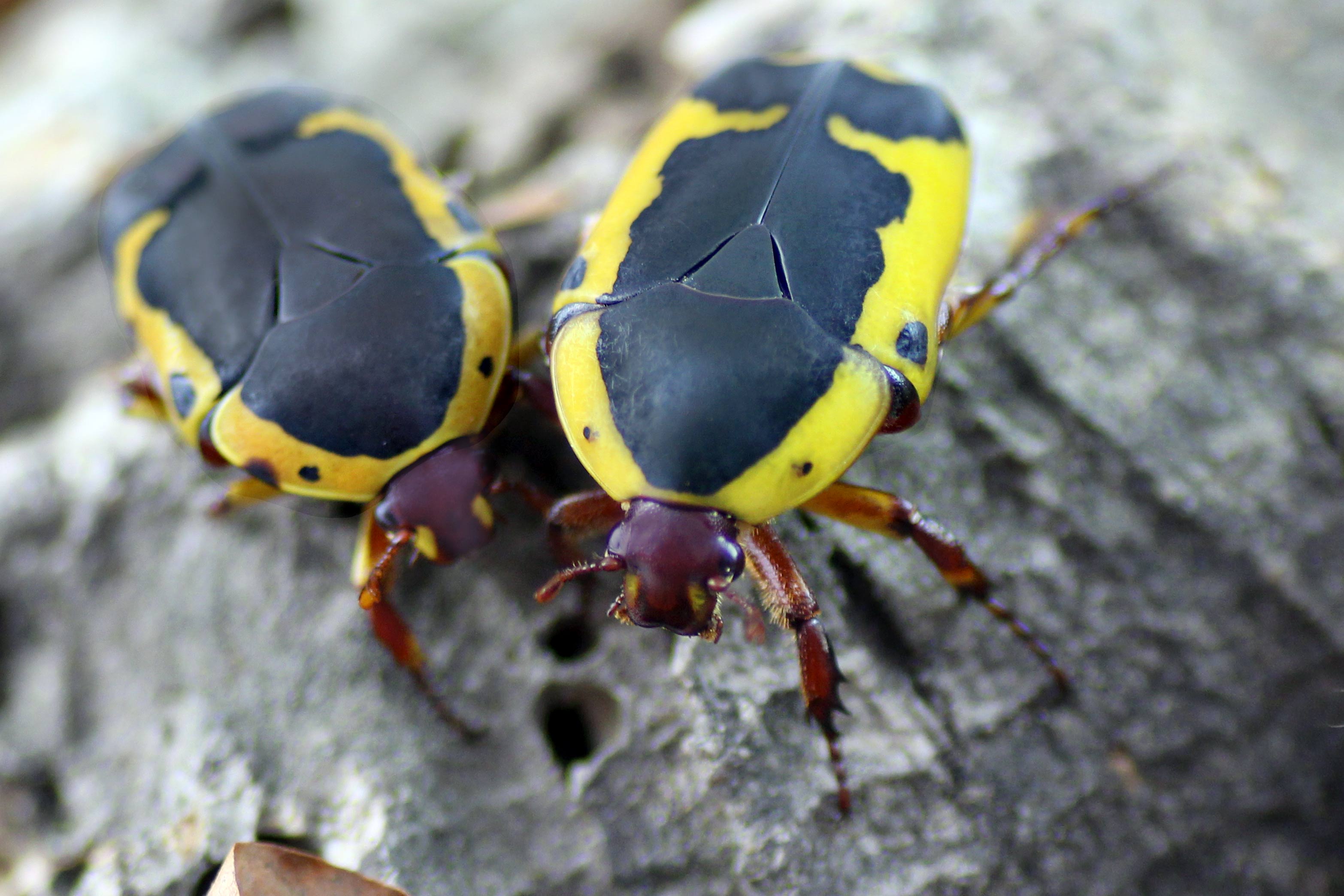 Pachnoda flaviventris (Garden Fruit Chafer)