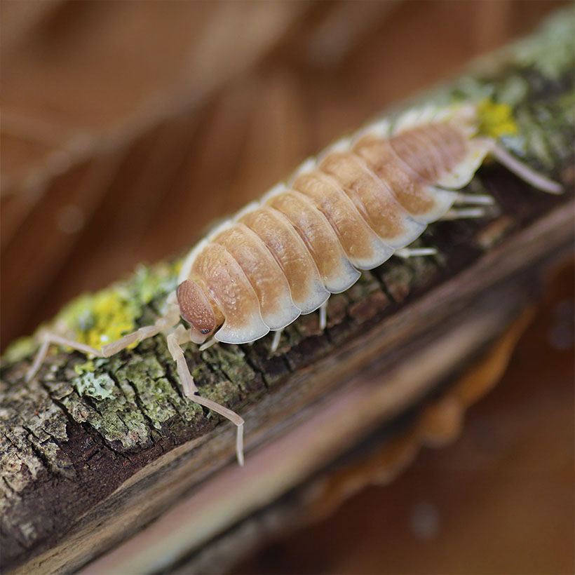 Porcellio spec. "Sevilla Karamell"