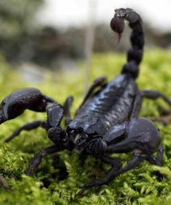 Heterometrus laoticus "Schwarzer Laos-Skorpion"
