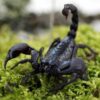 Heterometrus laoticus "Giant Emperor Scorpion"