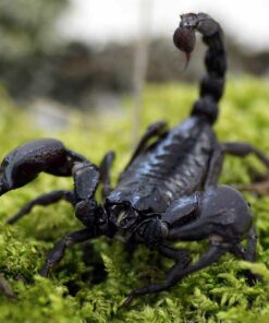 Heterometrus laoticus "Giant Emperor Scorpion"