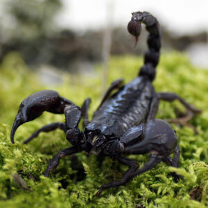 Heterometrus silenus